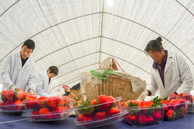 安徽农产品融入长三角,优质果蔬粮油丰富上海“菜篮子”